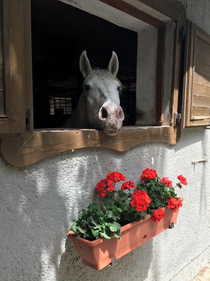 Paripa Csarda Bed and Breakfast Debreczyn Zewnętrze zdjęcie